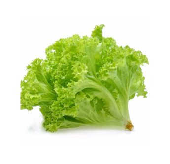 Lechuga Americana unidad