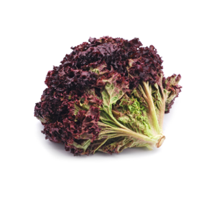 Lechuga lolo rosa