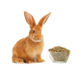 Alimento para Conejo engorde 1kg
